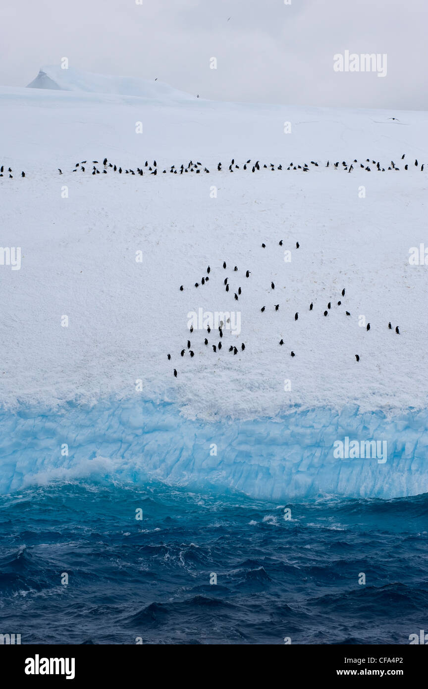 Gruppe von Pinguinen Zügelpinguinen (Pygoscelis Antarctica) trafen sich auf einem Eisberg, Süd-Orkney-Inseln Stockfoto