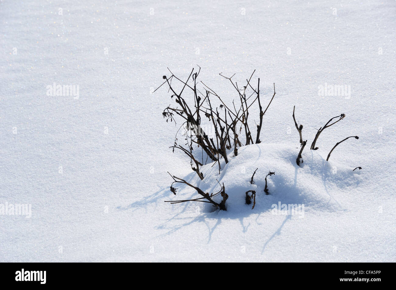 Schneedecke und einem verschneiten Busch. Stockfoto