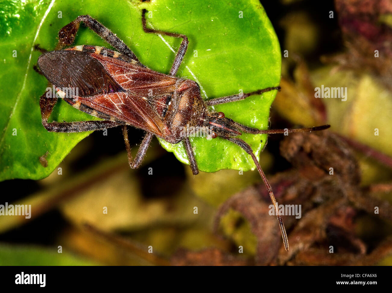 Westlichen Nadelbaum-Samen-Bug. Leptoglossus Occidentalis. Stockfoto