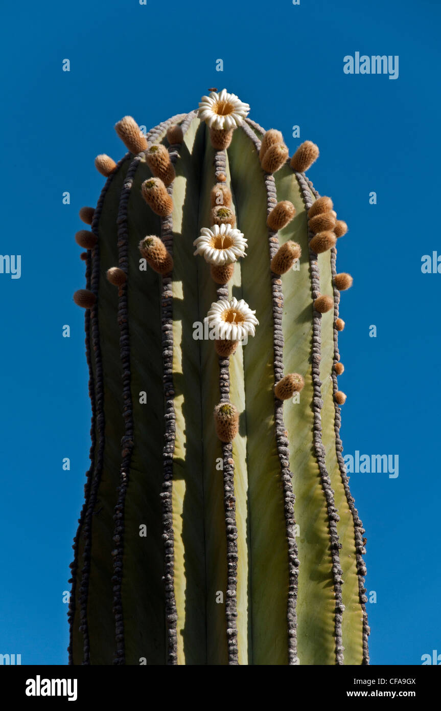 Grter kaktus -Fotos und -Bildmaterial in hoher Auflsung  Alamy