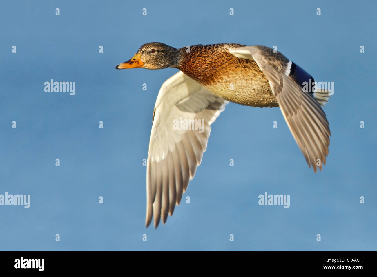 Weibliche Stockente (Anas Platyrhynchos) im Flug. Stockfoto