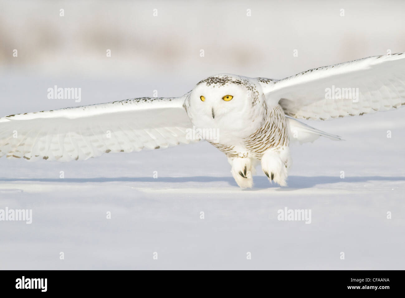 Schnee-Eule (Bubo Scandiacus) im Winter Beute jagen. Stockfoto