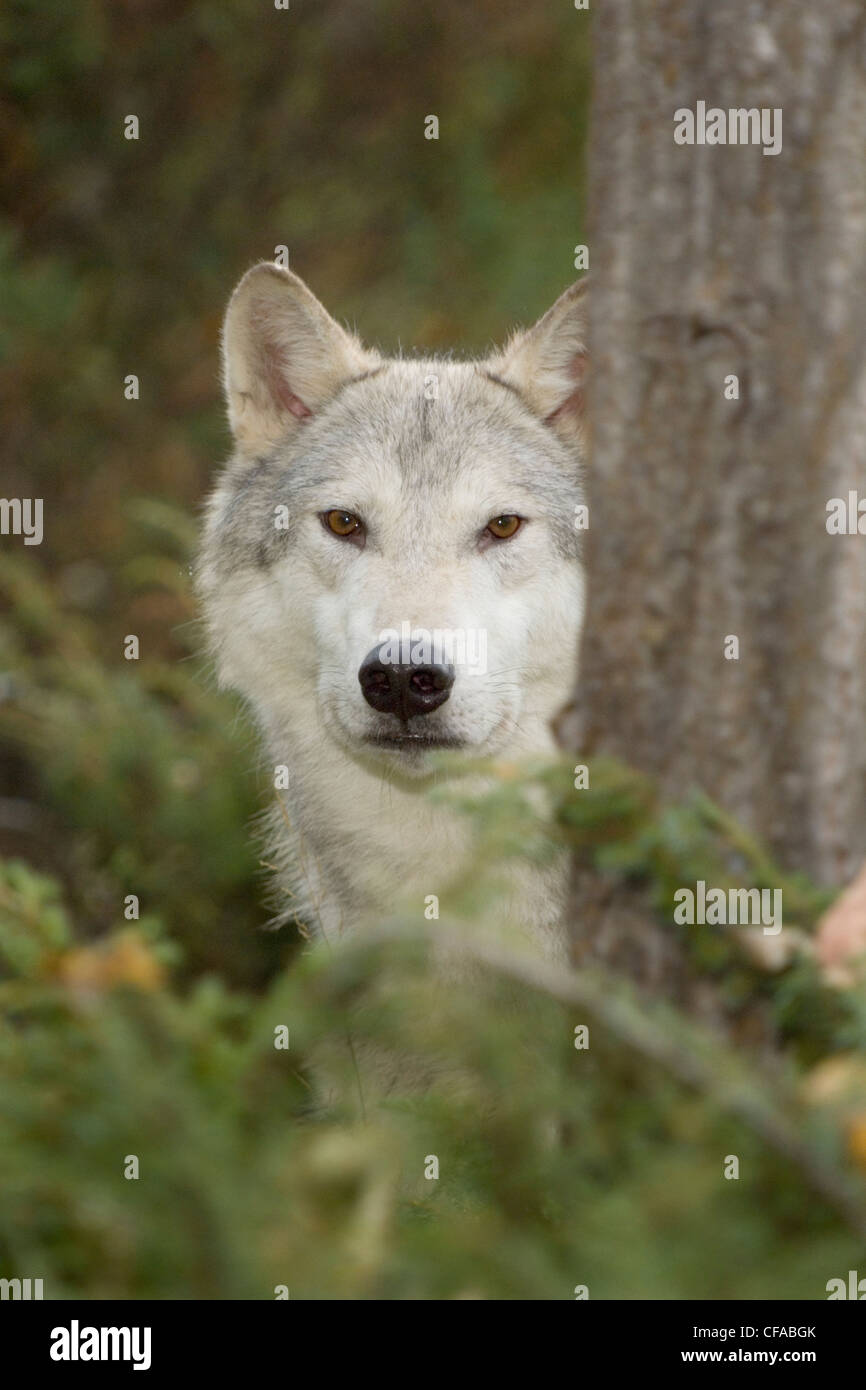 Nahaufnahme eines Wolfes (Canis Lupus). Stockfoto