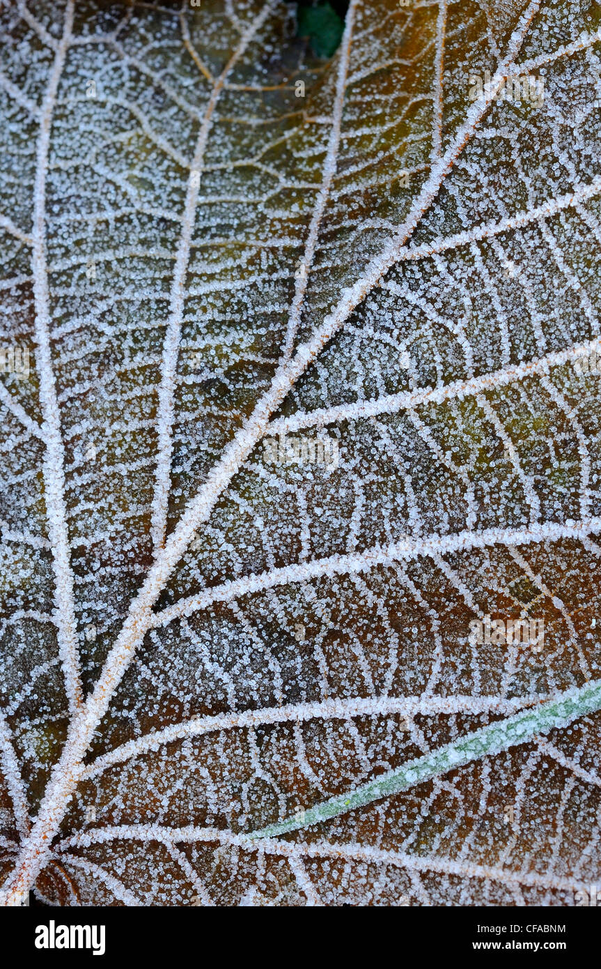 Hazel Leaf, Nahaufnahme von Frost, Norfolk, Uk, Dezember, Stockfoto