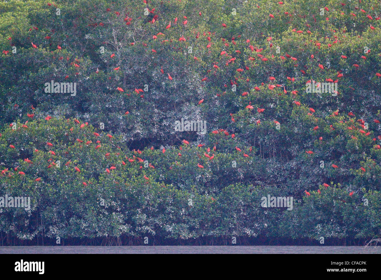 Scarlet Ibis (Eudocimus Ruber) nach einem Schlafplatz Ort in Trinidad und Tobago fliegen. Stockfoto