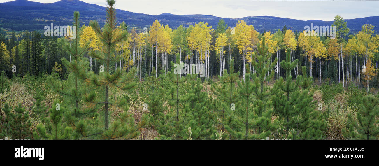 Drehkiefern Regeneration mit einem alten, originalen Mixedwood Wald im Hintergrund, Alberta Ausläufern, Alberta Stockfoto
