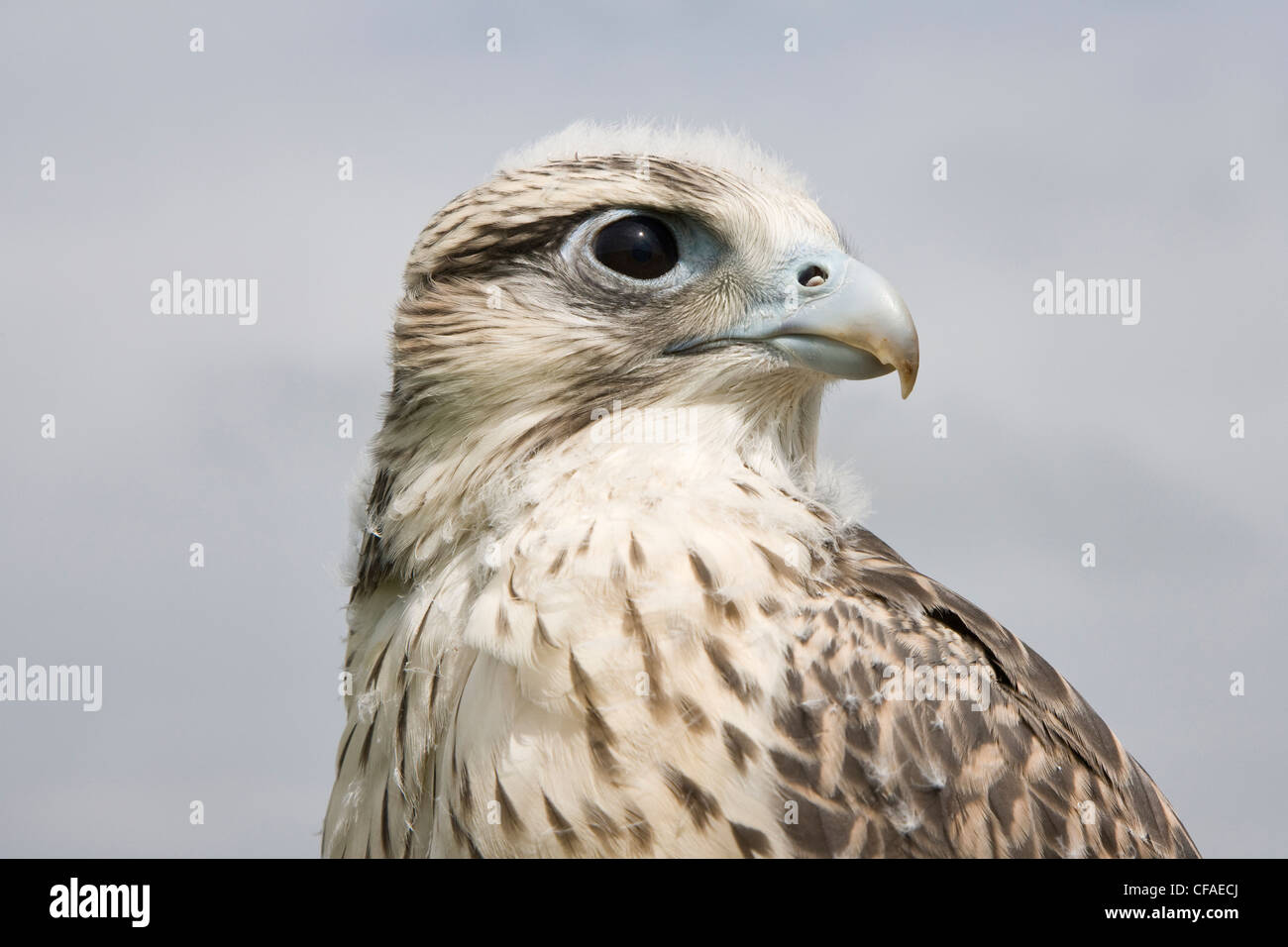 Gerfalke Falco Rusticolus X Lanner Falke Falco Stockfoto
