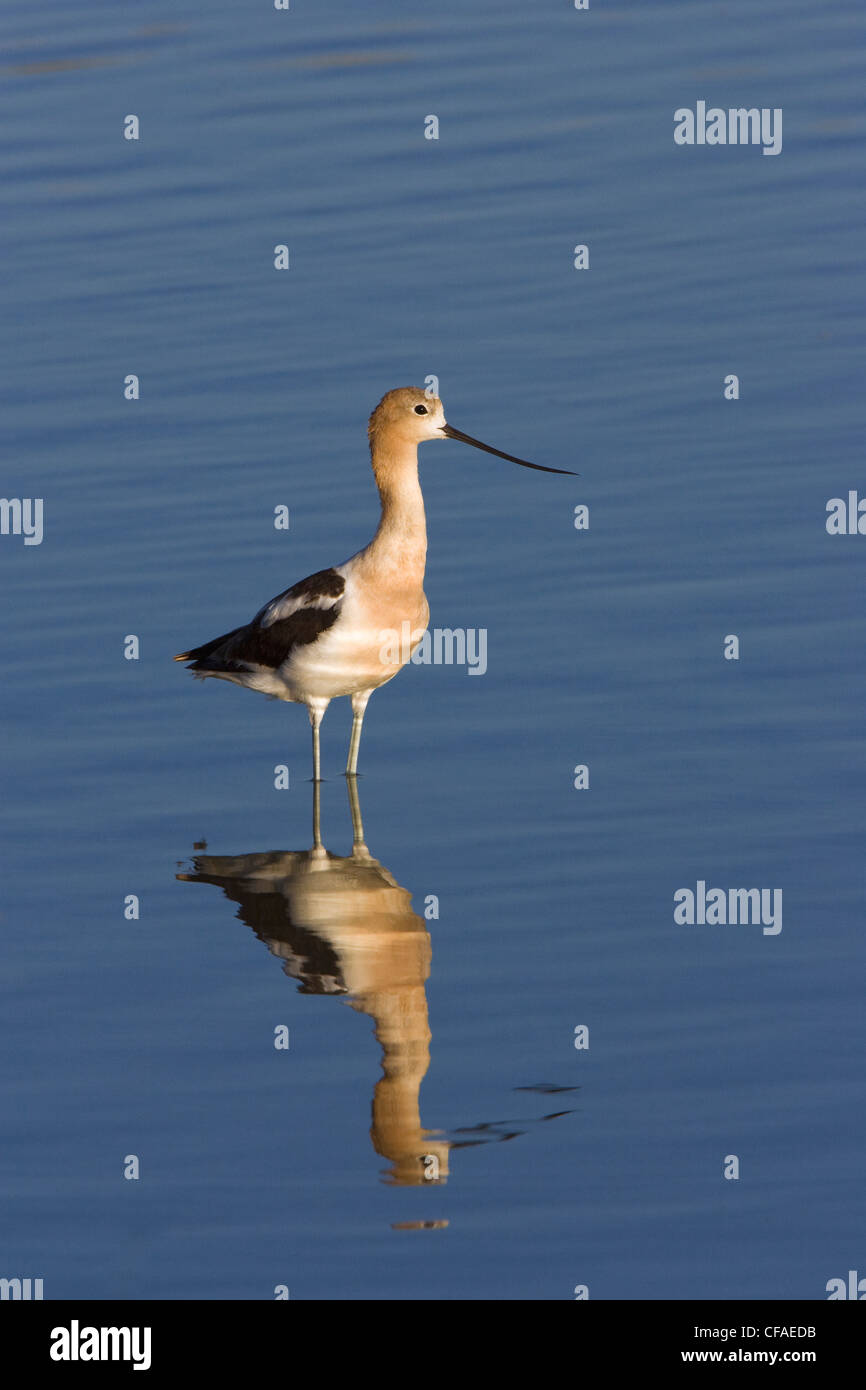 Amerikanische Säbelschnäbler (Recurvirostra Americana), Bärenfluss Migratory Bird Zuflucht, Utah. Stockfoto