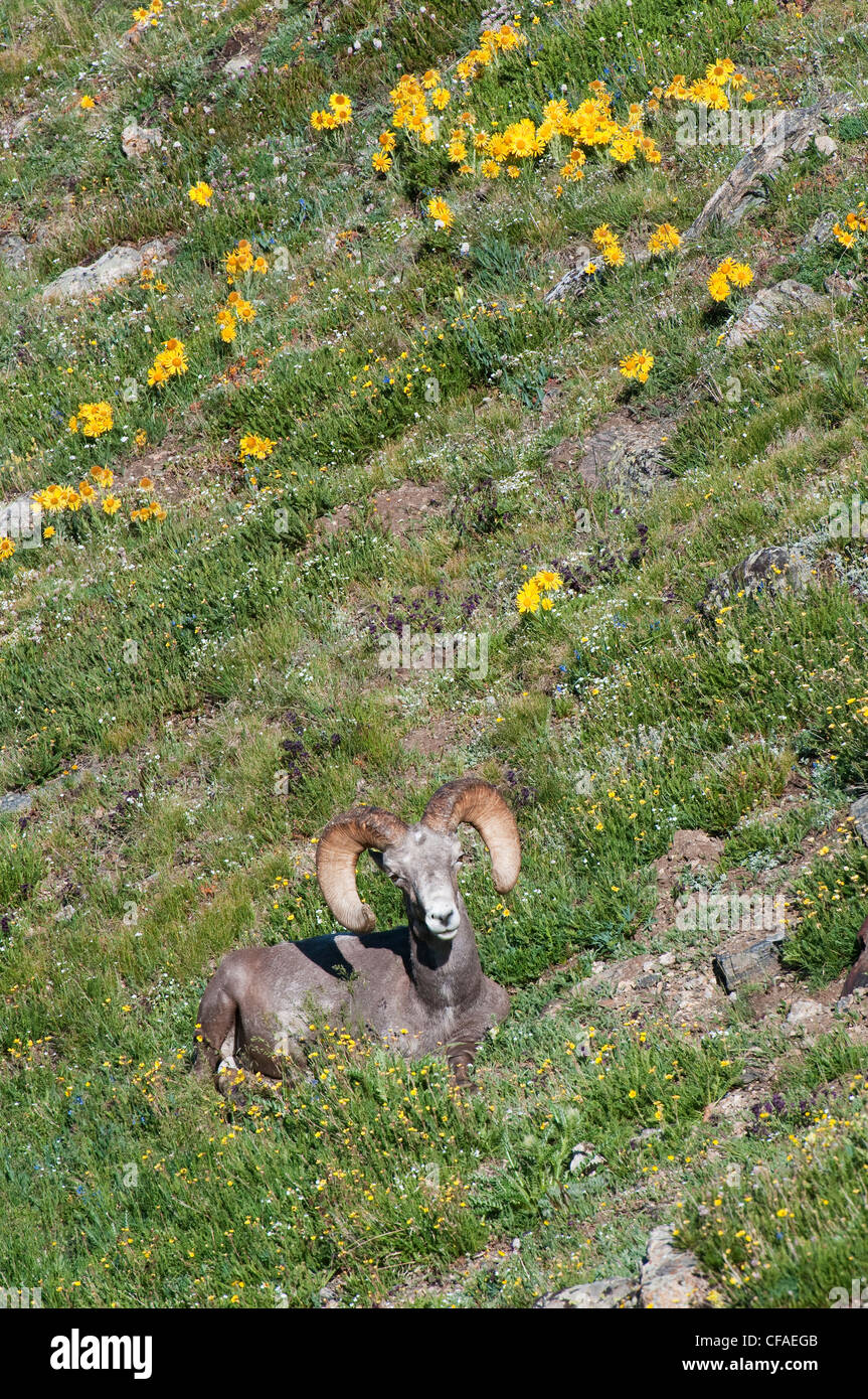 Dickhornschaf (Ovis Canadensis), ram unter alpinen Wildblumen, Rocky Mountain National Park, Colorado. Stockfoto