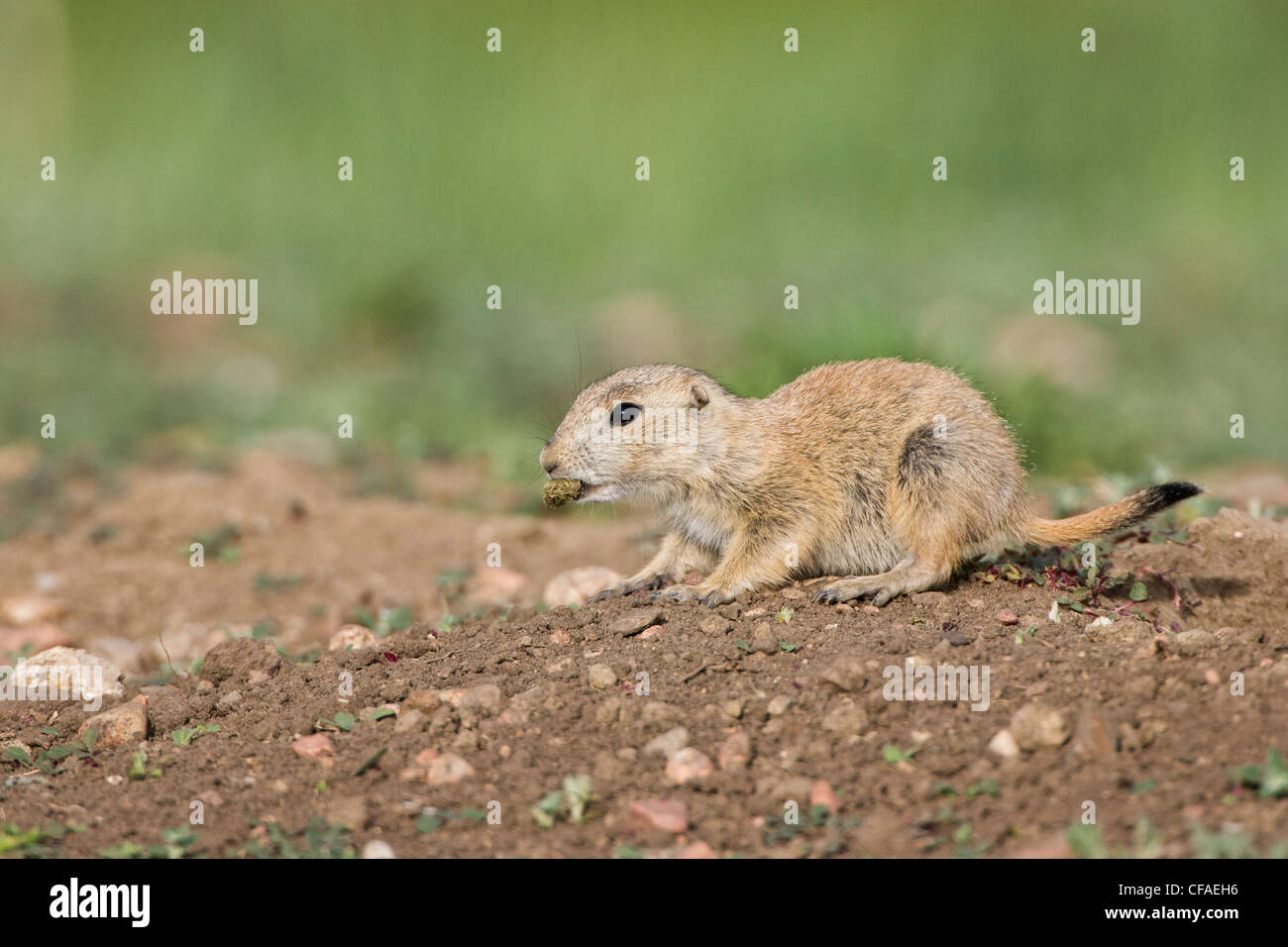 Hundekot Stockfotos und bilder Kaufen Alamy