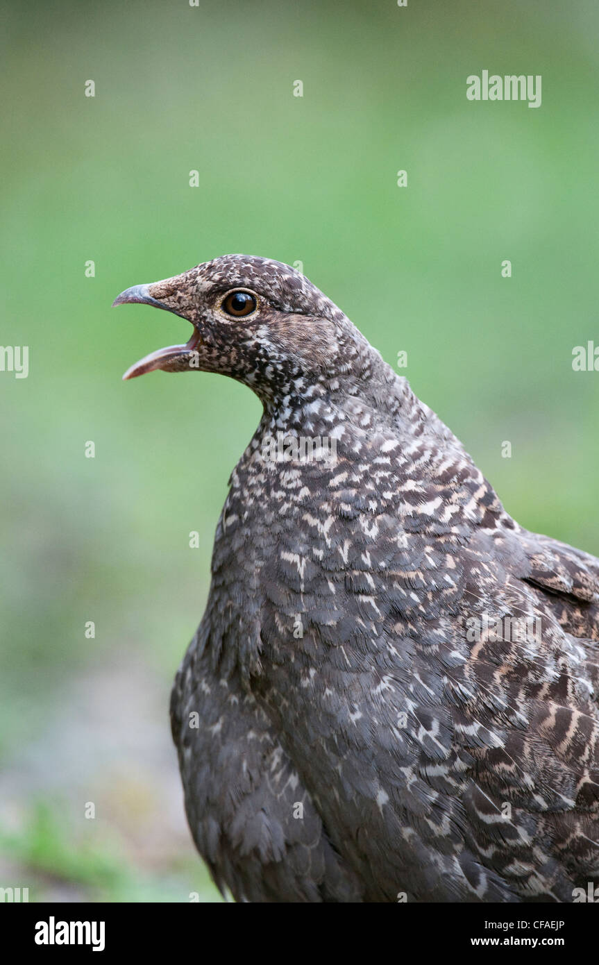 Blue Grouse (Dendragapus Obscurus), Weiblich, Manning Provincial Park in British Columbia. Stockfoto