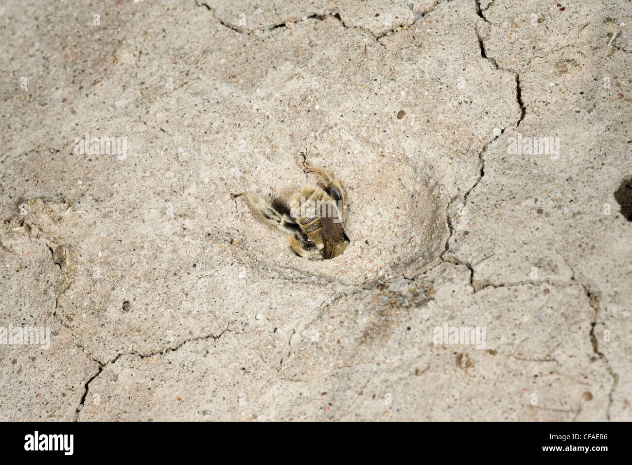 Digger Bienen (Diadasia Australis), männlich sucht neu entstehende Weibchen an Entstehung Tunnel, Pawnee National Grassland, Colorado. Stockfoto