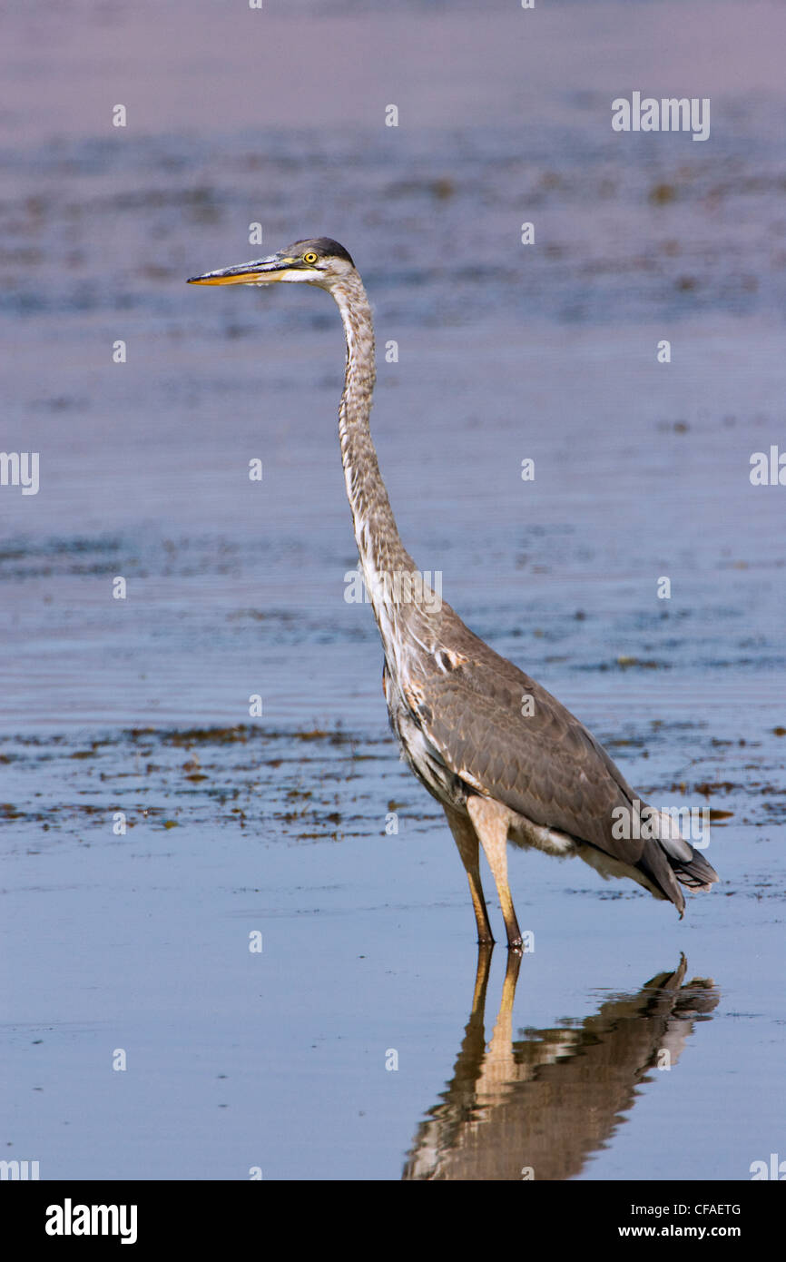 Great Blue Heron (Ardea Herodias), Bear River Migratory Bird Zuflucht, Utah. Stockfoto