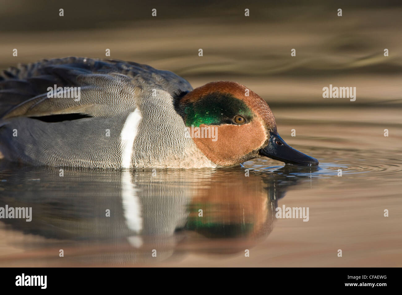 Grün – geflügelte Krickente (Anas Vogelarten), Männlich, Fütterung, Burnaby Lake, Burnaby, British Columbia. Stockfoto