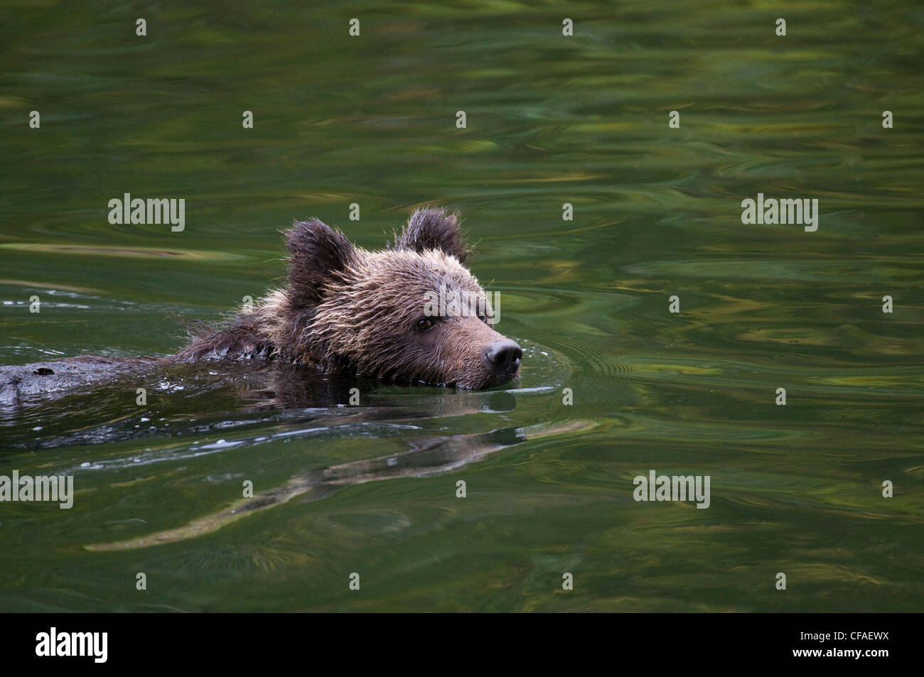 Grizzly Bär (Ursus Arctos Horriblis), Jungtiere des Jahres schwimmen, Küsten Britisch-Kolumbien. Stockfoto