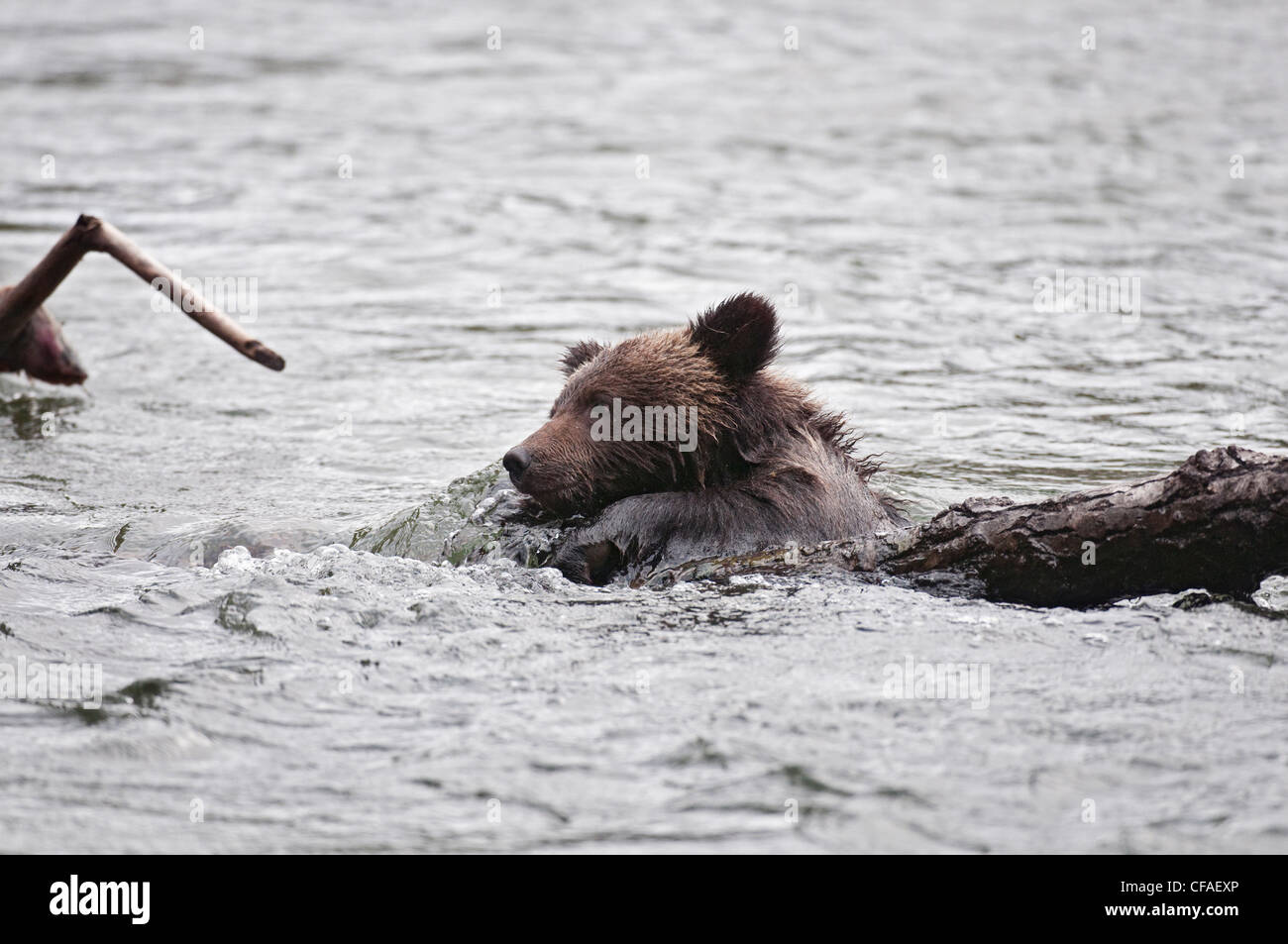 Grizzly Bär (Ursus Arctos Horriblis), Jungtier des Jahres kämpfen auf Log in Fluss Strom, Küsten Britisch-Kolumbien. Stockfoto