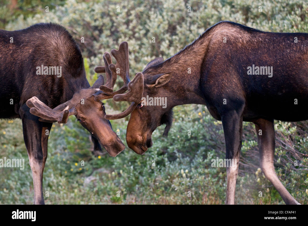 Elch (Alces Alces Shirasi), Junge Stiere sanft sparring, Roosevelt National Forest, Colorado. Stockfoto