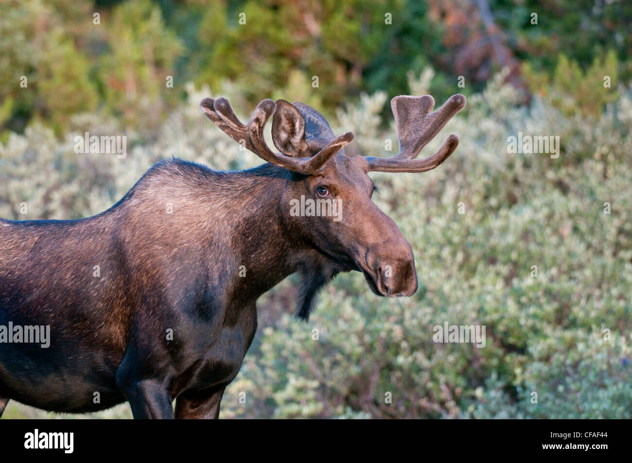 Elche (Alces Alces Shirasi), junger Stier, Roosevelt National Forest, Colorado. Stockfoto