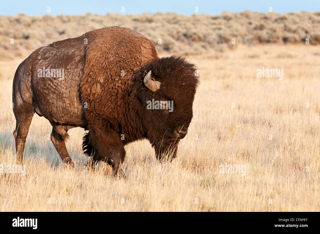 Prärie-Bison (Bison Bison Bison), Stier, Antelope Island, Utah. Stockfoto