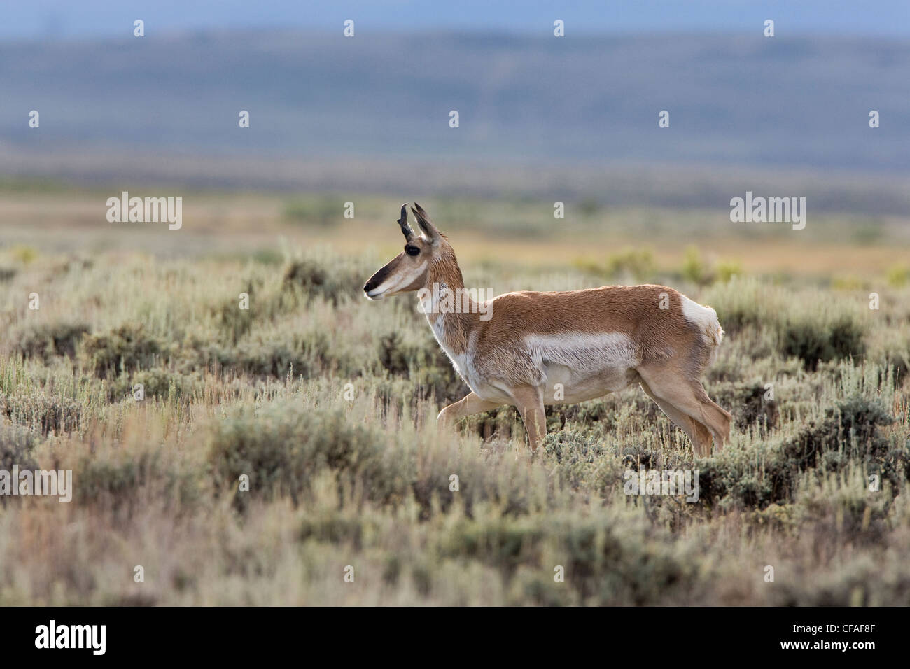Gabelbock (Antilocapra Americana), Arapaho National Wildlife Refuge, Colorado. Stockfoto
