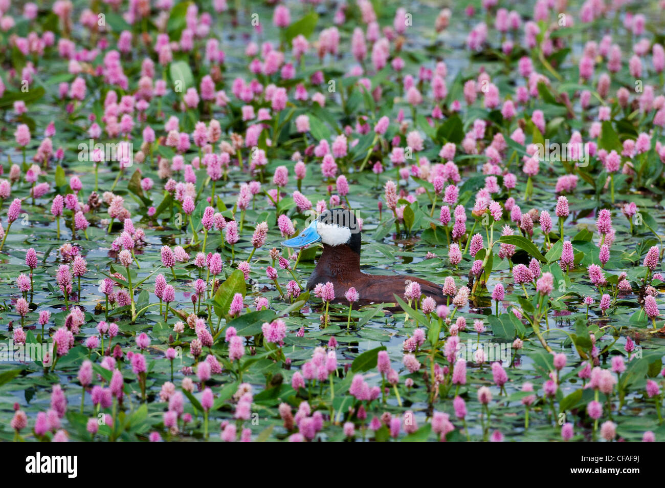 Ruddy Duck (Oxyura Jamaicensis), männliche unter Wasser Smartweed (Polygonum Amphibium), in der Nähe von Walden, Colorado. Stockfoto