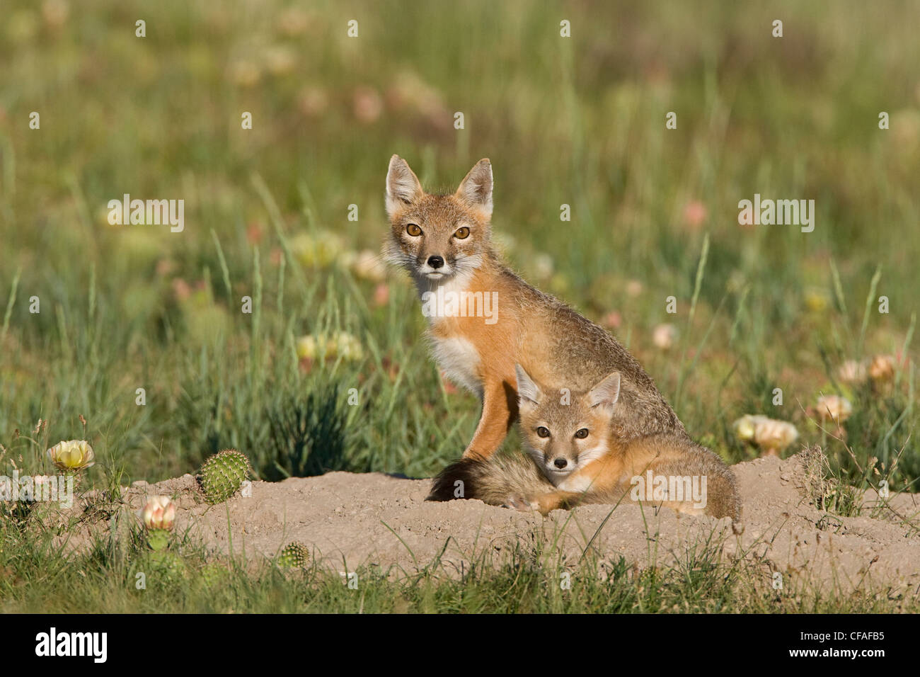 SWIFT-Fuchs (Vulpes Velox), männlich und Kit im Höhle, in der Nähe von Pawnee National Grassland, Colorado. Stockfoto