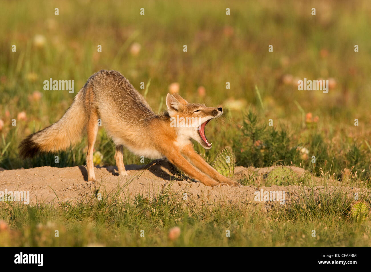 SWIFT-Fuchs (Vulpes Velox), männlichen Gähnen und dehnen, an Den in der Nähe von Pawnee National Grassland, Colorado. Stockfoto