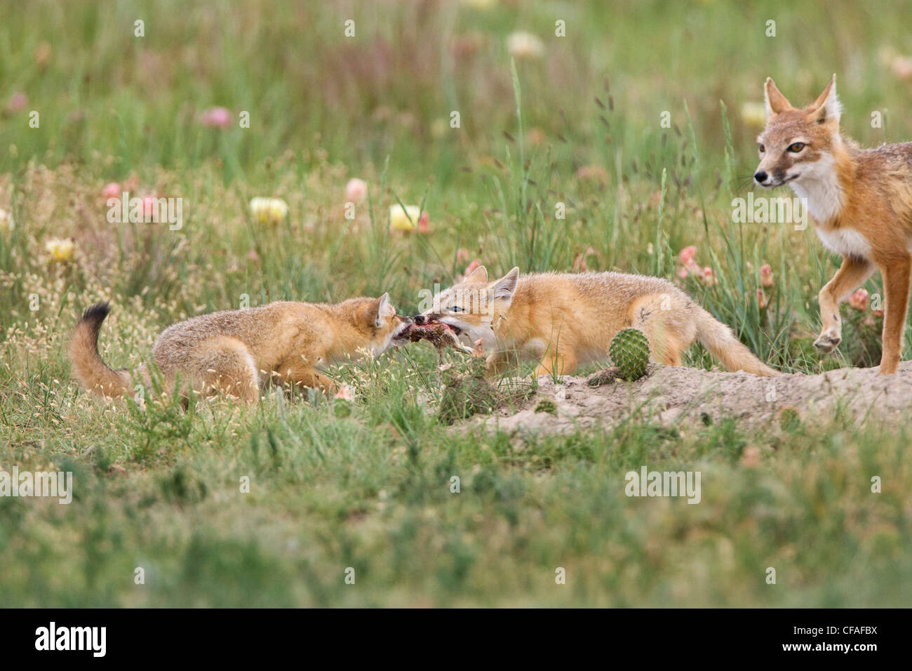 SWIFT Fuchs Vulpes Velox männlichen Kits kämpfen Uhren Stockfoto