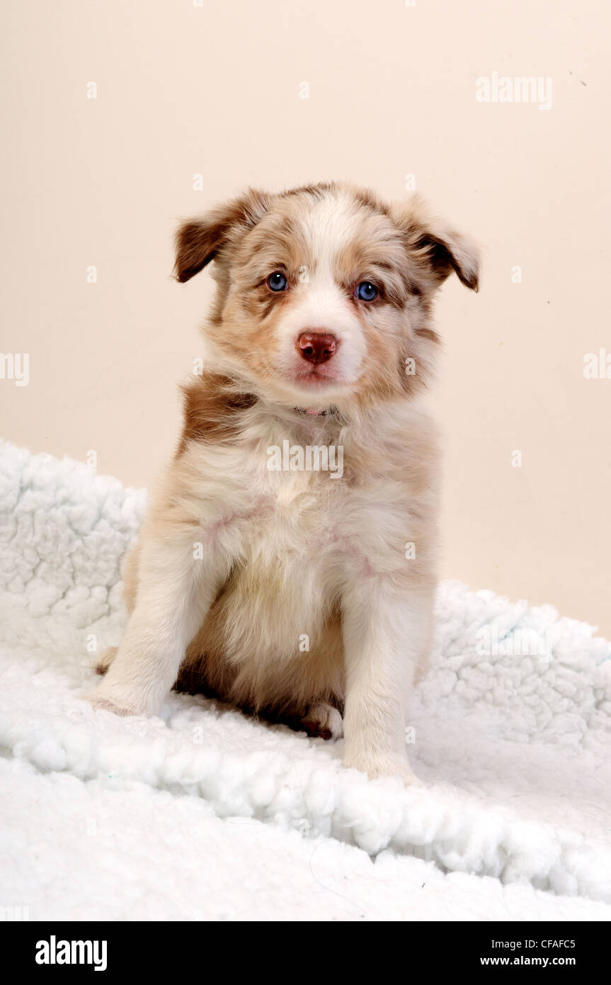Border-Collie-Dogs.Puppies. Stockfoto