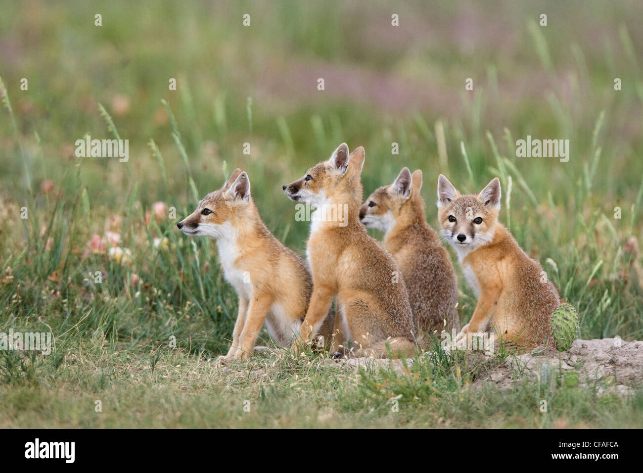 SWIFT-Fuchs (Vulpes Velox), Kits an der Höhle, in der Nähe von Pawnee National Grassland, Colorado. Stockfoto