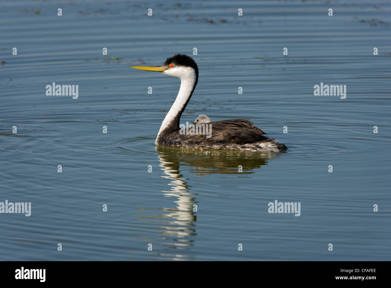 Westlichen Grebe (Aechmophorus Occidentalis), Erwachsene mit Küken auf Rücken, Bear River Migratory Bird Zuflucht, Utah. Stockfoto