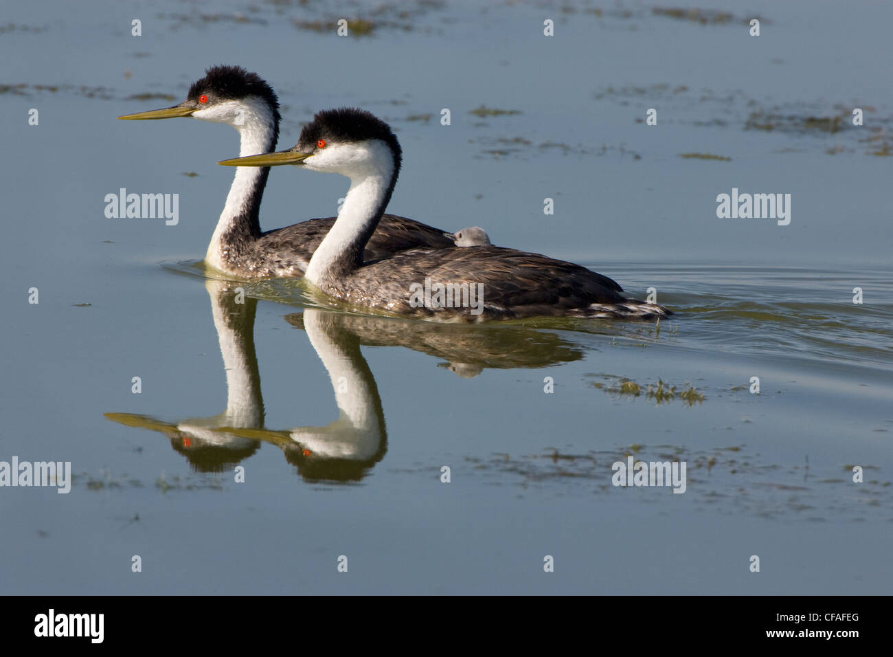 Westlichen Grebe (Aechmophorus Occidentalis), paar mit Küken auf einen Erwachsenen zurück, Bear River Migratory Bird Zuflucht, Utah. Stockfoto