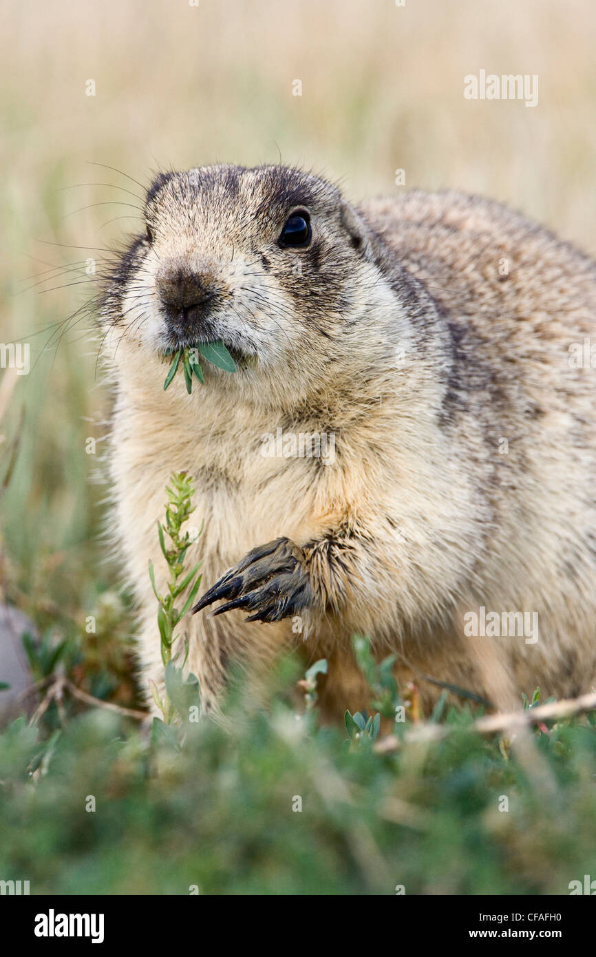 White-tailed Präriehund (Cynomys Leucurus), Essen, Arapaho National Wildlife Refuge, Colorado. Stockfoto