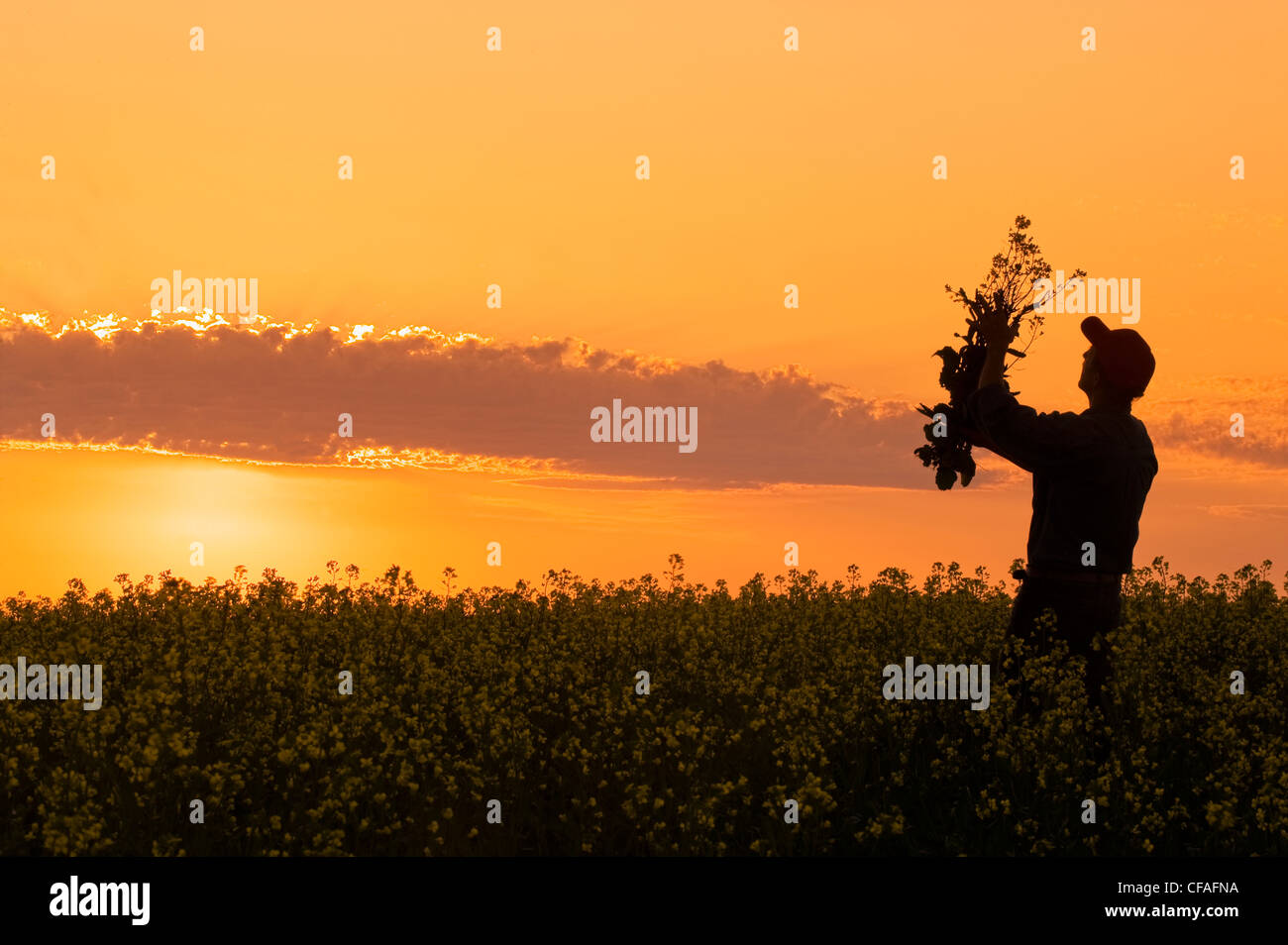 ein Mann schaut Raps im Bereich der Blüte Bühne Raps Feld, in der Nähe von Lorette, Manitoba, Kanada Stockfoto