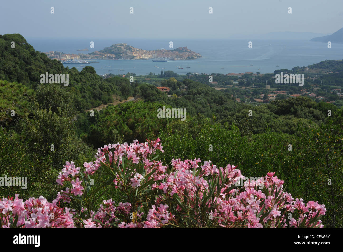 Italien, Elba, Elba Insel, Toscana, Portoferraio, Meer, Wald, Wälder, Blumen, Landschaft, Stockfoto