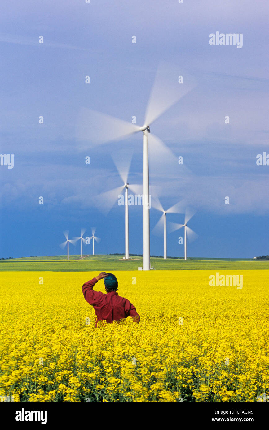 ein Bauer sieht bewegten Windturbinen von einer blühenden Raps Feld, St. Leon, Manitoba, Kanada. Stockfoto