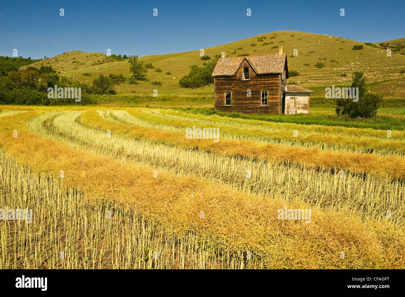 verlassenen Bauernhaus und gewendetem Raps Feld, qu Tal, Saskatchewan, Kanada Stockfoto