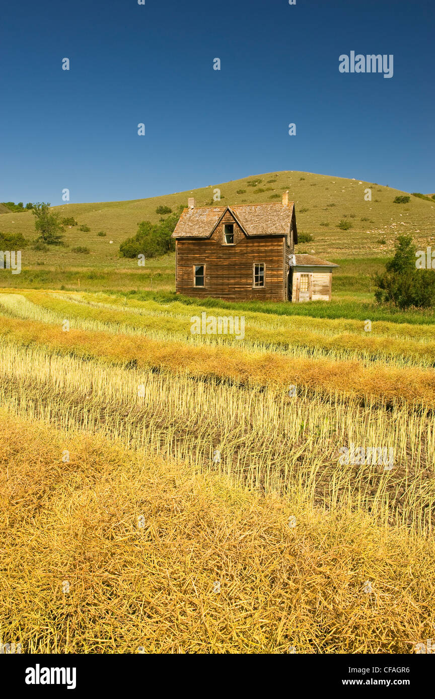 Bauernhof aufgegeben und eingehüllt Raps Feld, Qu'Appelle; Tal, Saskatchewan, Kanada Stockfoto