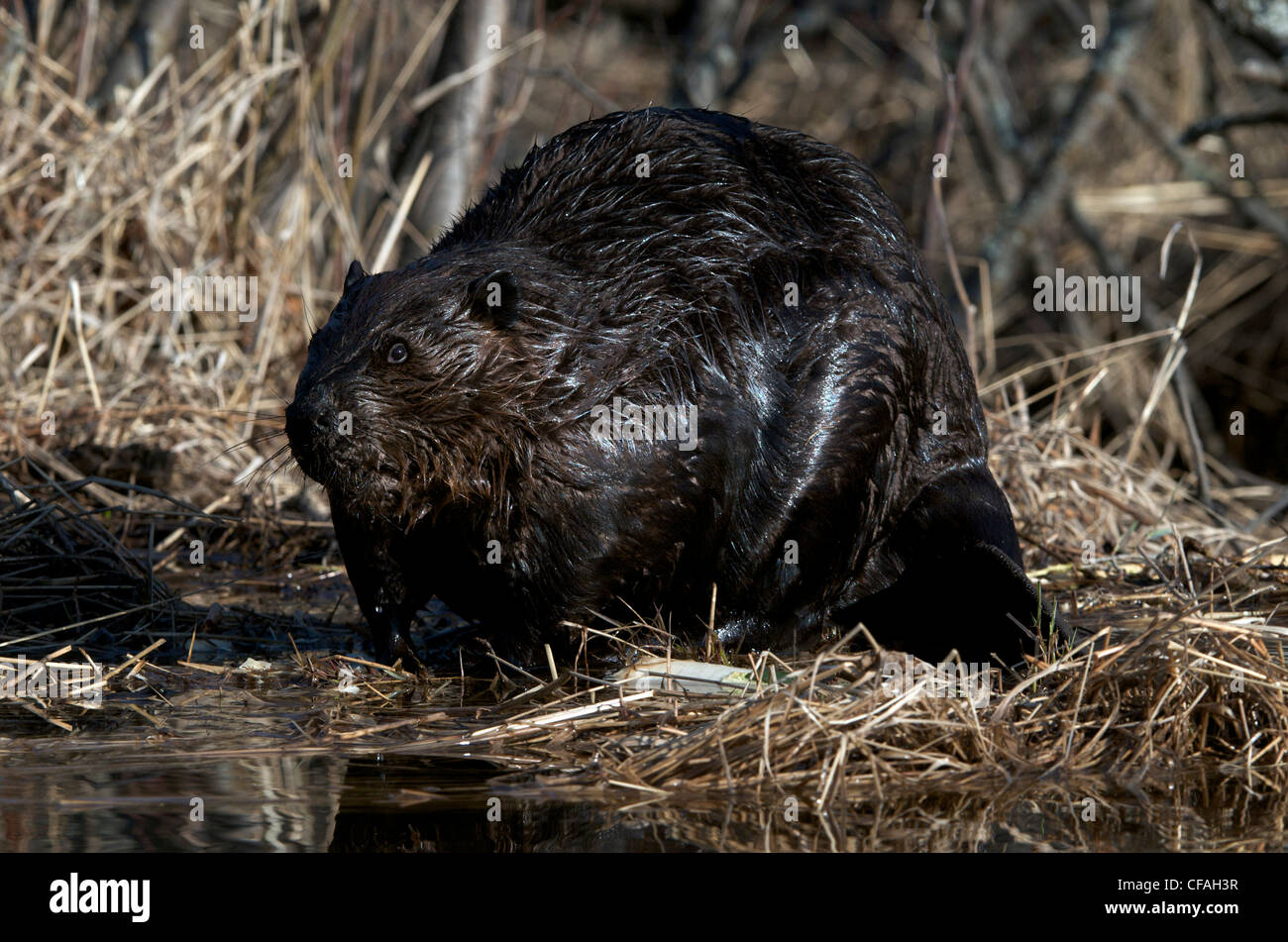 Biber am Teich sitzen. (Castor Canadensis). Nord-Ontario, Kanada. Stockfoto