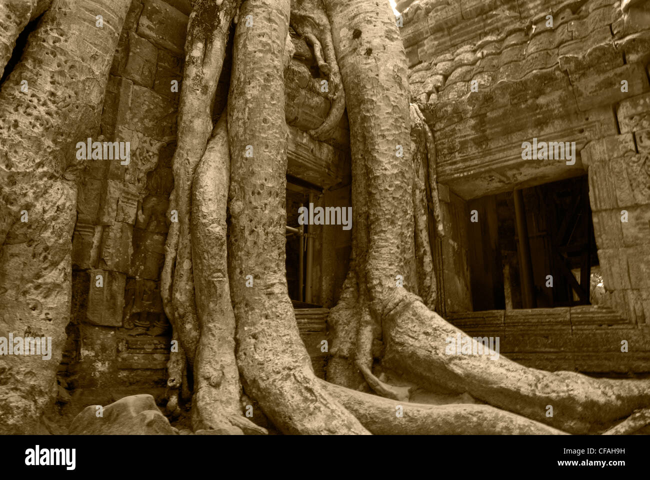 Centries alte Bäumen verschlingen die Tempel in Ta Prohm in den Tempeln von Angkor in der Nähe von Siem Reap, Kambodscha. Stockfoto