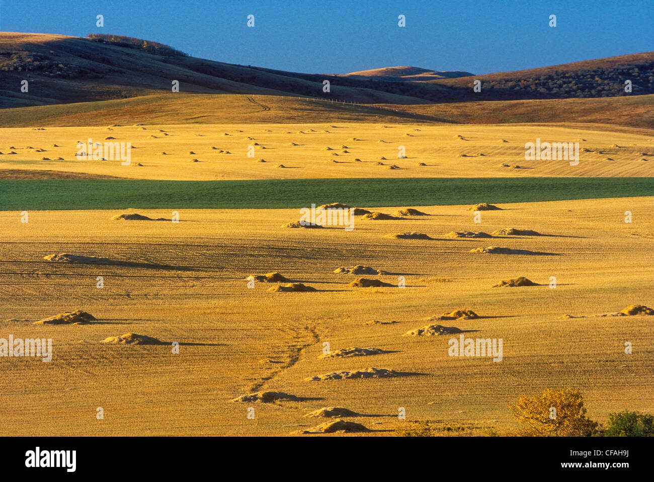 Am frühen Morgen Licht strahlt auf Herbst Getreidefeldern in den Ausläufern der Rocky Mountains in der Nähe von Longview, Alberta. Kanada. Stockfoto