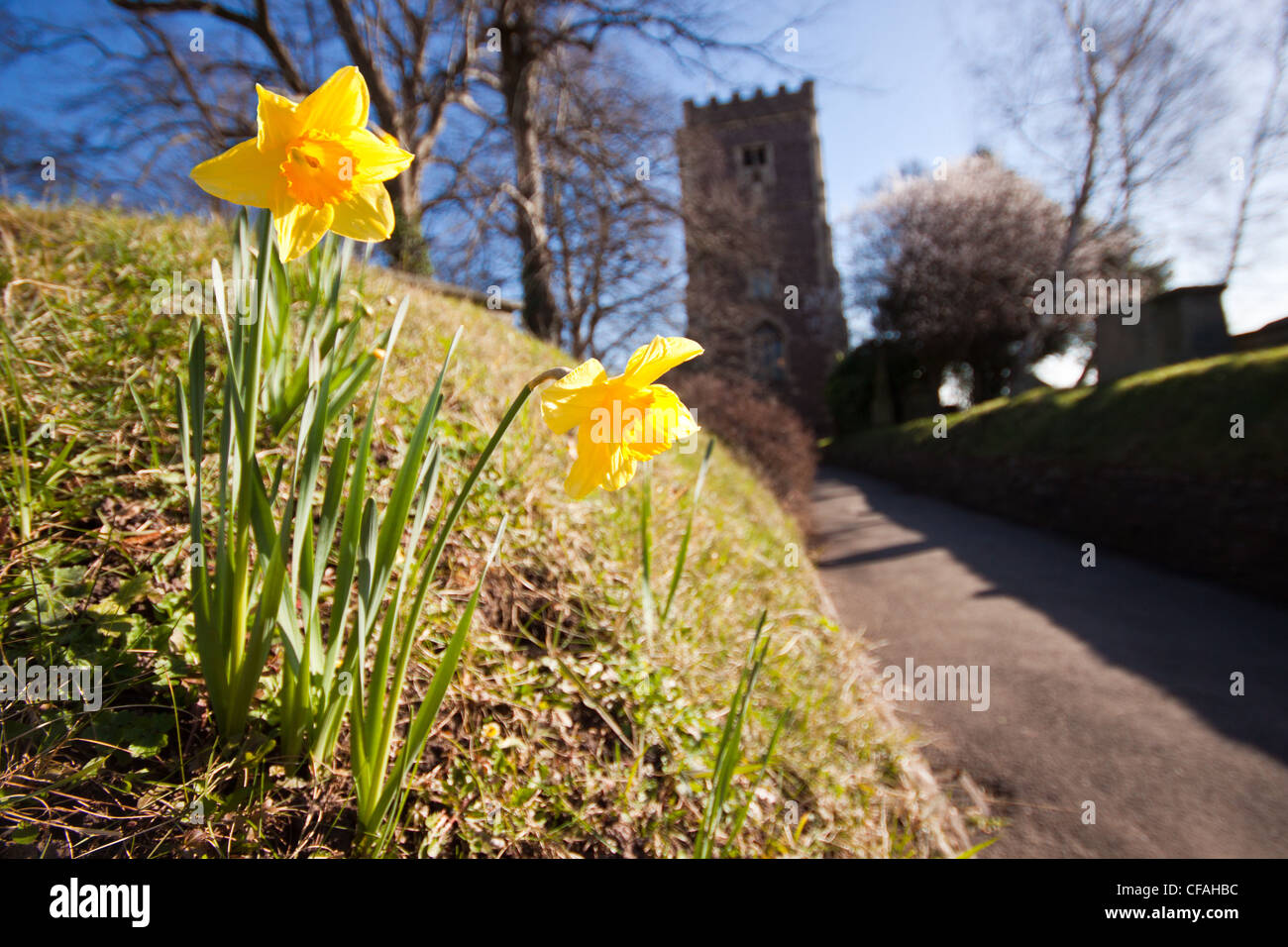 Narzissen St Woolas Kathedrale, Newport, South Wales, uk Stockfoto