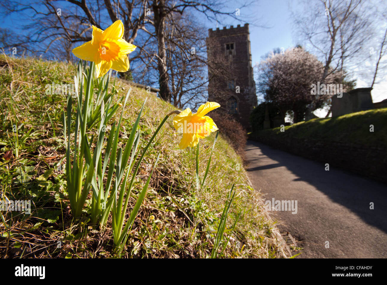 Narzissen St Woolas Kathedrale, Newport, South Wales, uk Stockfoto