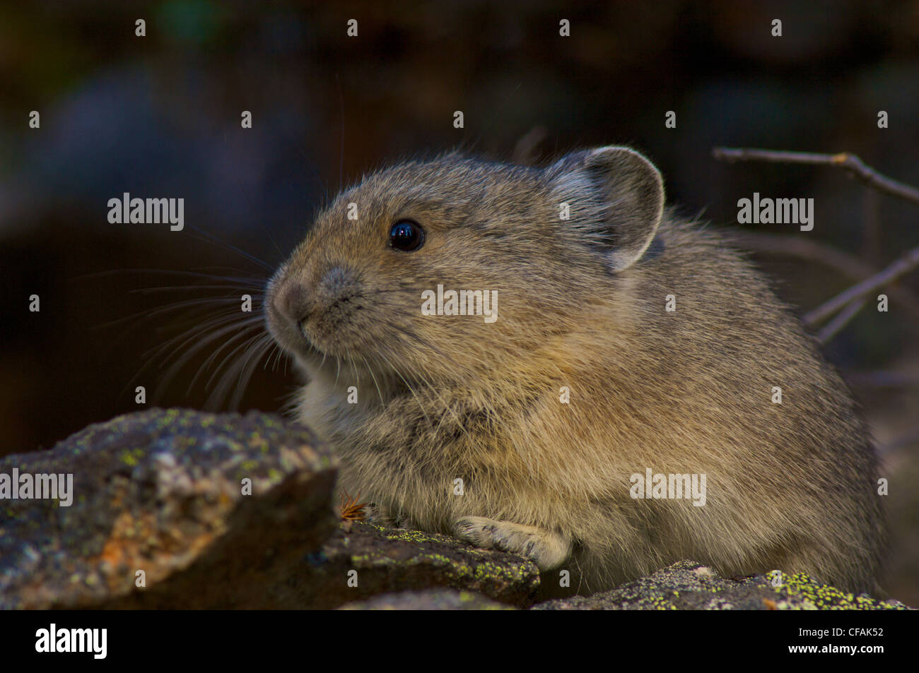 Nahaufnahme von einem Pica (Ochotona Princeps) auf Felsen sitzend. Stockfoto