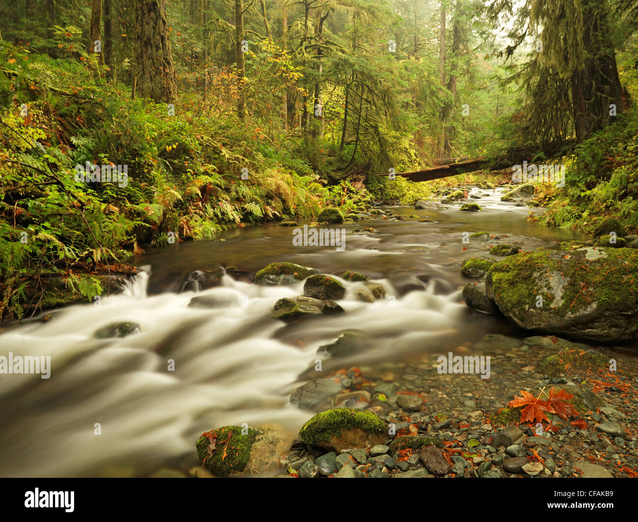 Goldstream Park, Victoria, Vancouver Island, British Columbia, Kanada. Stockfoto