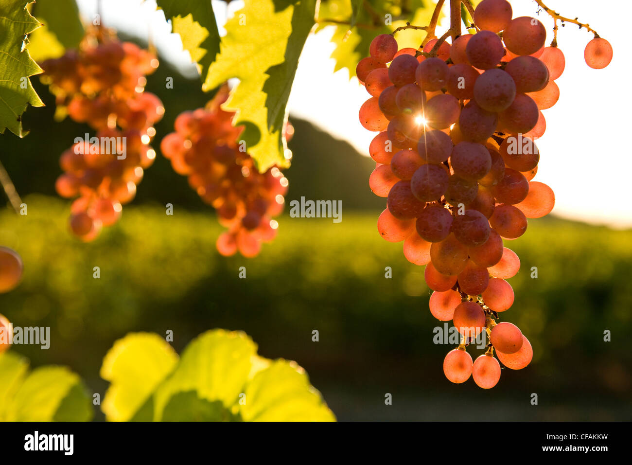 Pinot Noir Trauben wachsen in Weingarten in Niagara-Halbinsel in der Nähe von Grimsby, Ontario, Kanada. Stockfoto