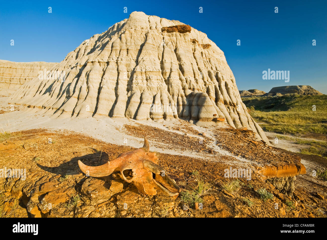 alten Büffel Schädel und verwitterte Landschaft, Dinosaur Provincial Park, Alberta, Kanada Stockfoto
