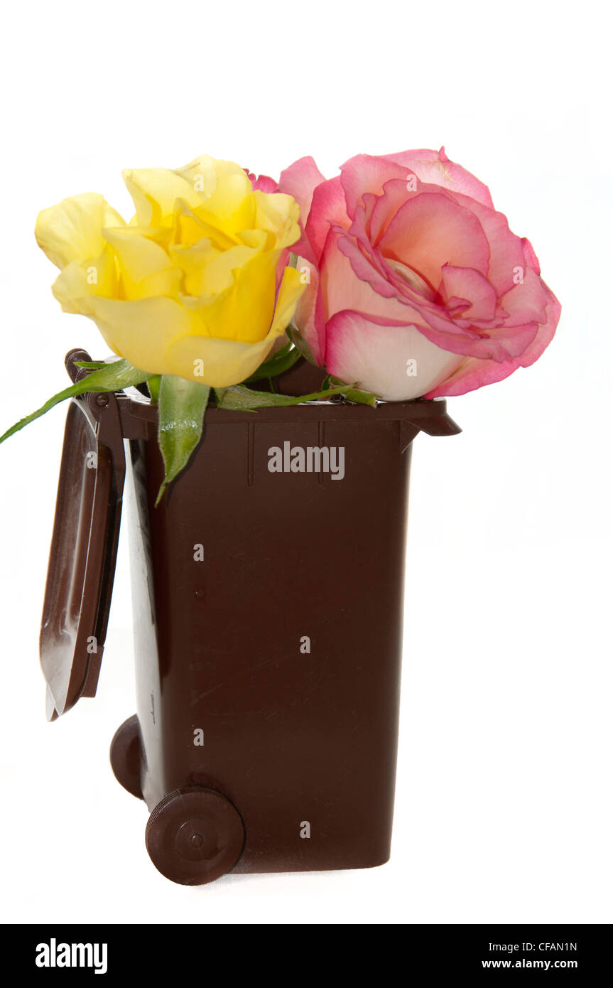 rote und gelbe Rosen im container Stockfoto