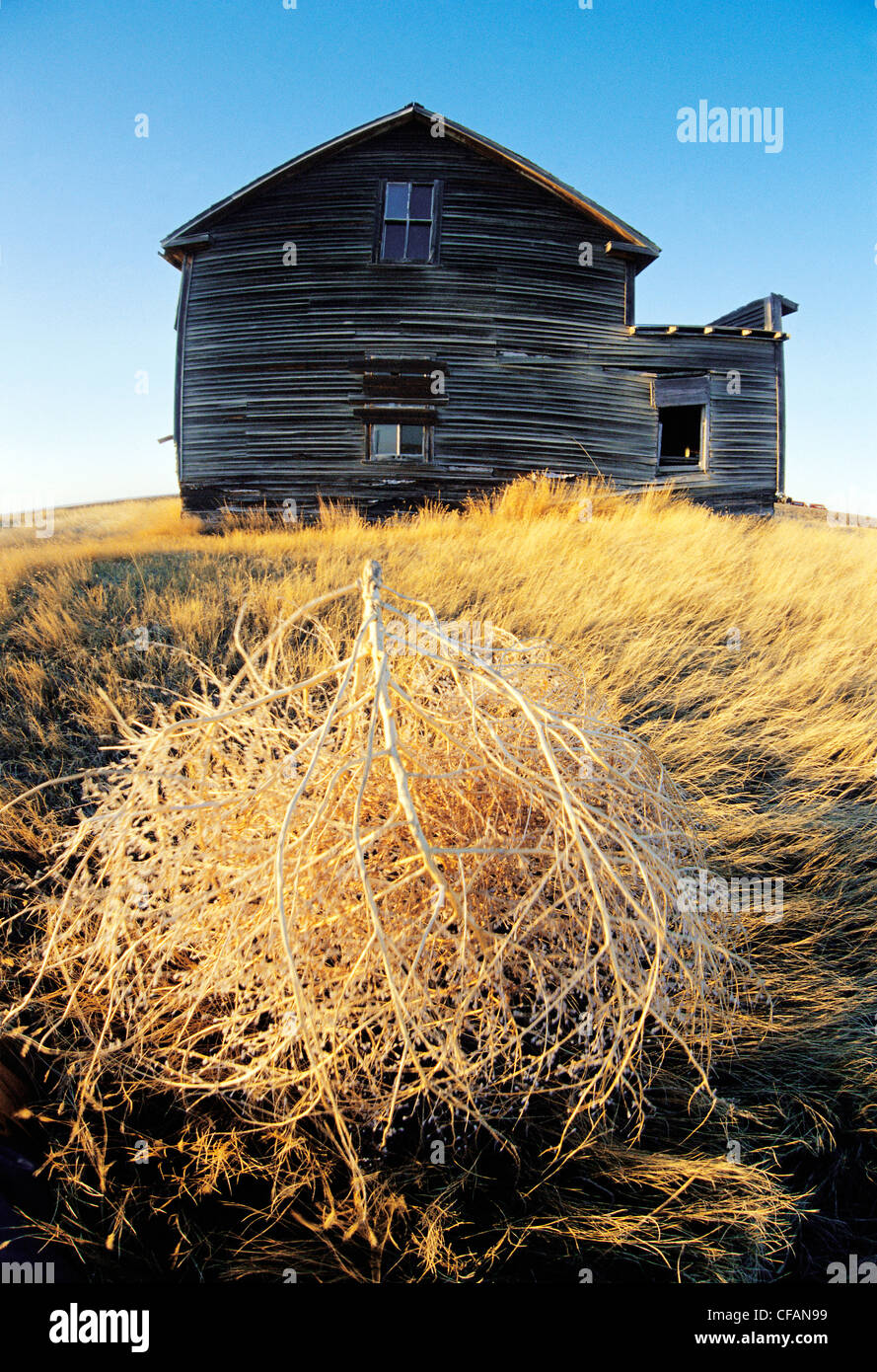 Tumbleweed vor verlassenen Bauernhaus in der Nähe von Ponteix, Saskatchewan, Kanada Stockfoto
