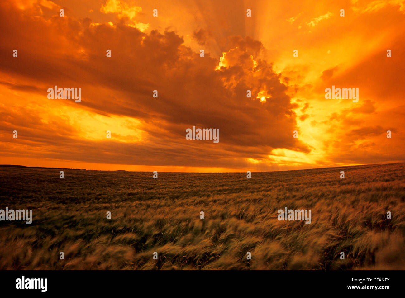 Wind geblasen Gerste Ernte und dramatischen Sonnenuntergang Himmel mit der Entwicklung von Gewitterwolken, Tiger Hügel, Manitoba, Kanada Stockfoto